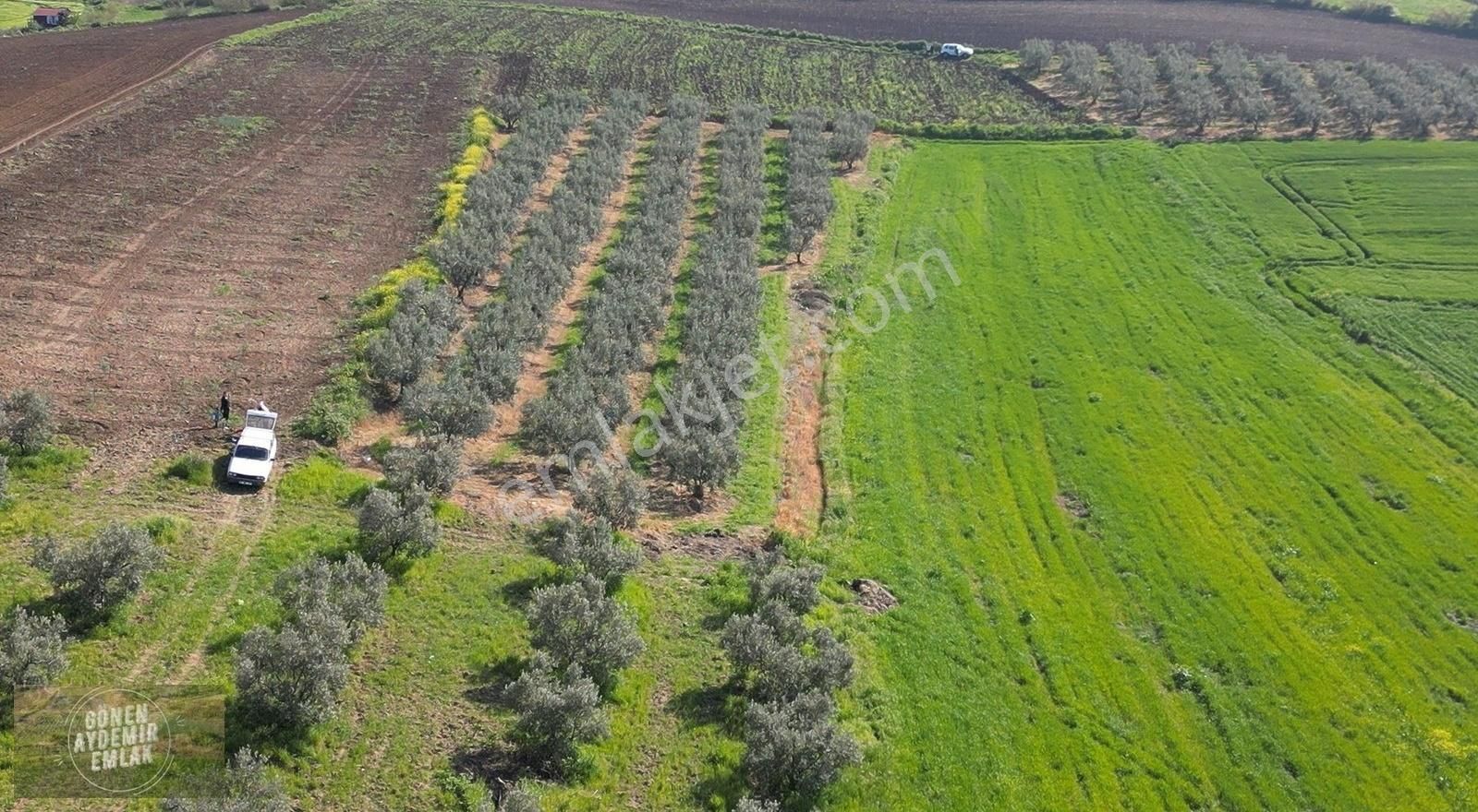 Deniz Manzaralı Bursa Çanakkale Yoluna Yakın 3,400m² Zeytinlik