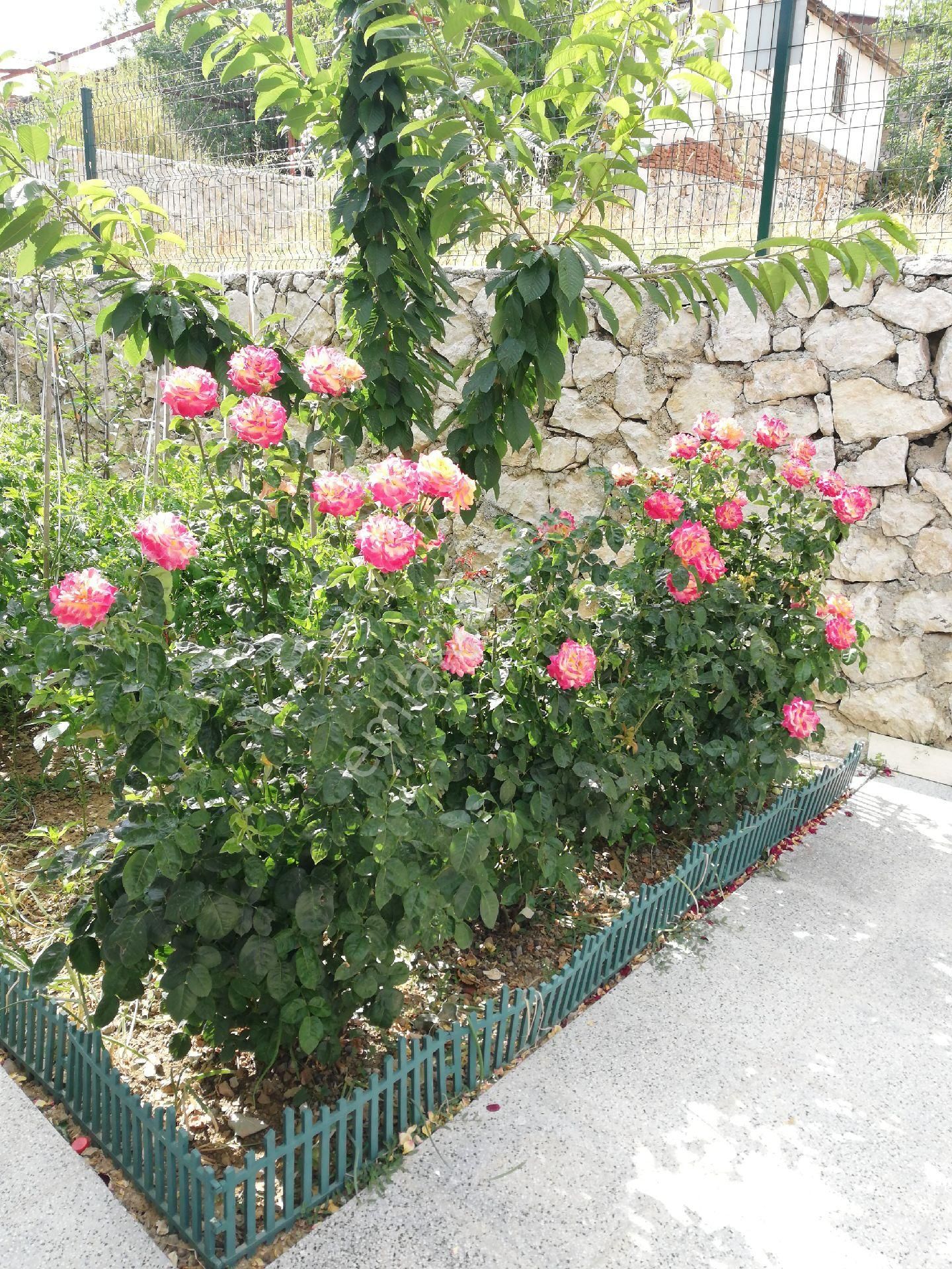 Feslikan Yaylasında Yazlık Dağ Evi - Görsel 2