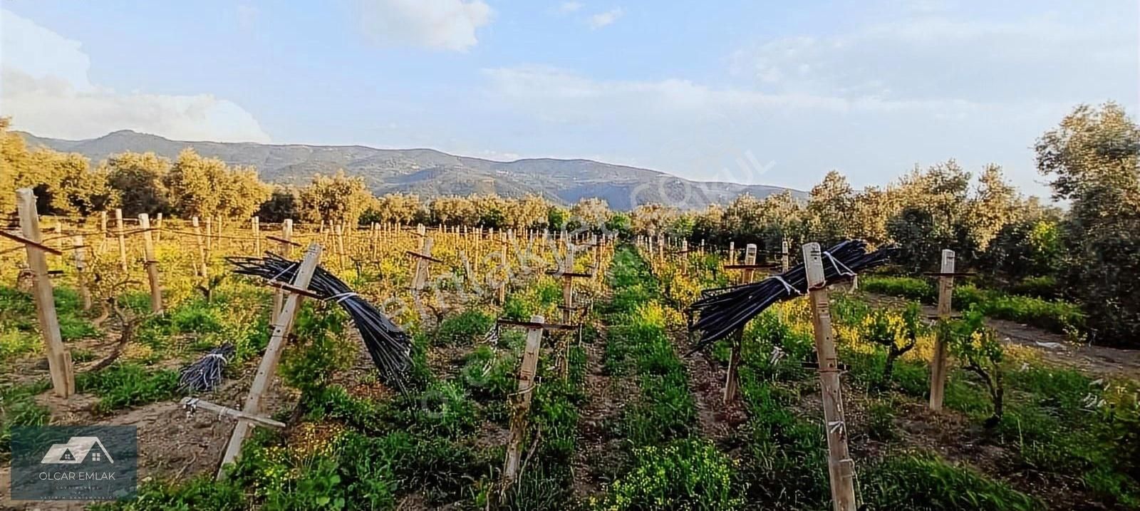 İznik Çamdibi 4.752m² Fırsat Satılık Verimli Bahçe
