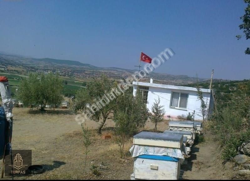 Manisa Köprübaşı Gerencik'te 3 Tapulu Toplamda 6850 M2 Zeytinlik - Görsel 3