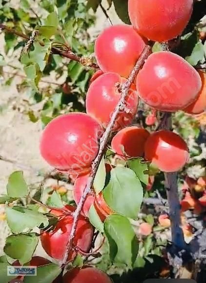 Turyap Sümerden Mihalıççık Kozlu Köyü Satılık Tarla