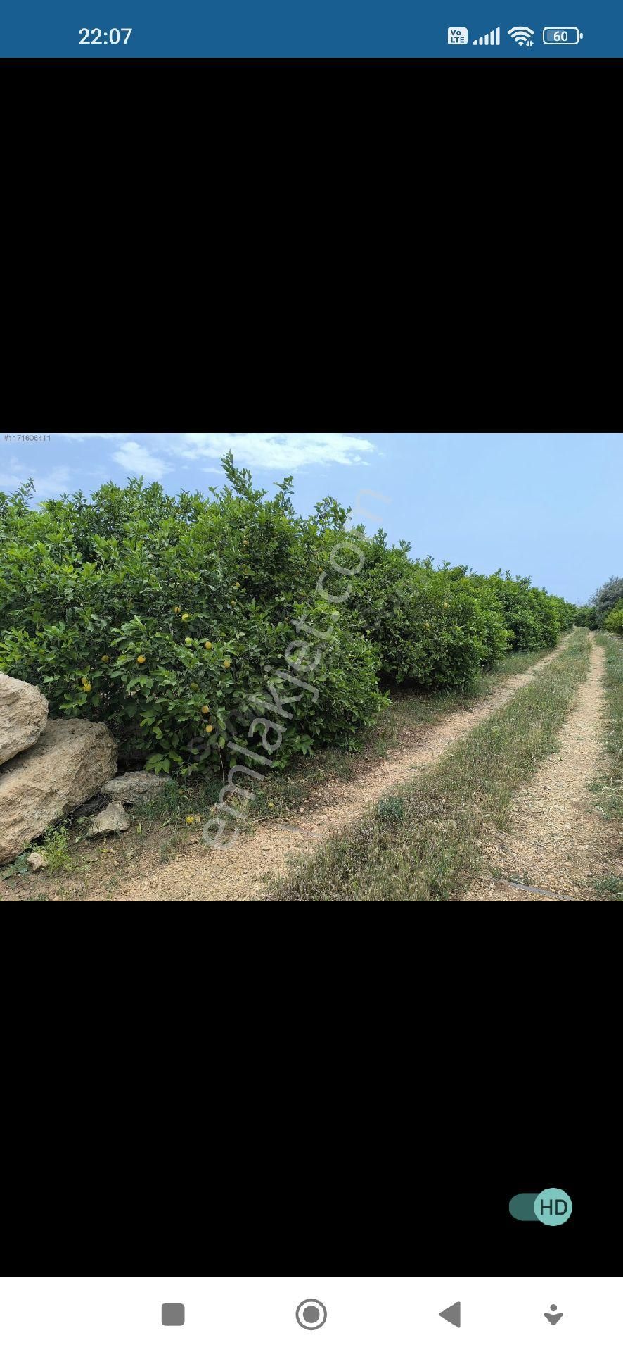 Satılık Limon Bahçesi