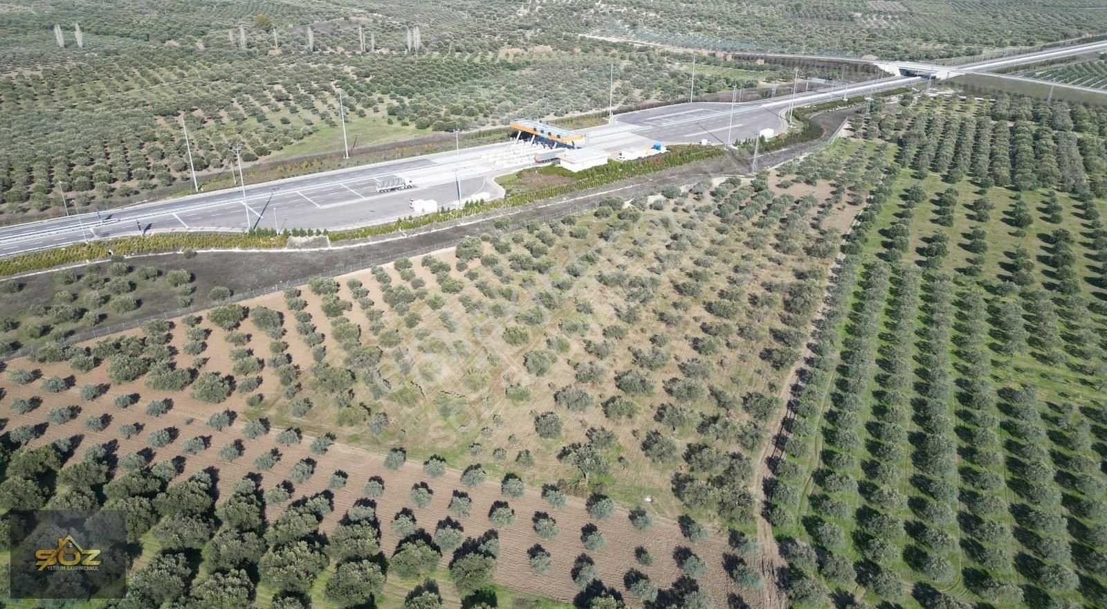 Bünyanosmaniye'de Otoban Yanı Hisseli 8300m2 Satılık Zeytinlik - Görsel 5