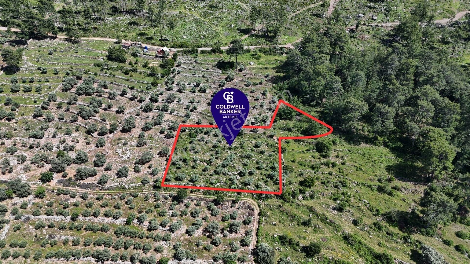 Bodrum Gökpınar Satılık Bakımlı Zeytinlik Ve Tarla
