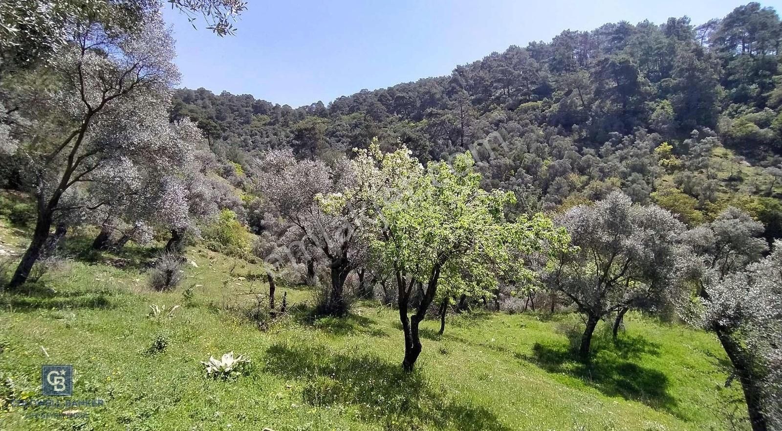 Bayındır Satılık Zeytinlik