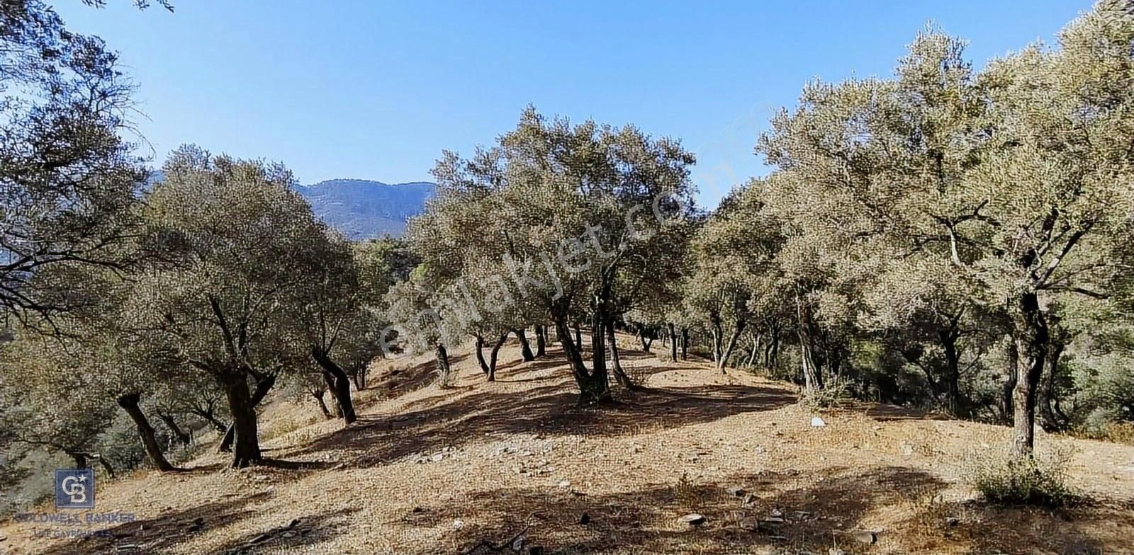 Bayındır Satılık Zeytinlik