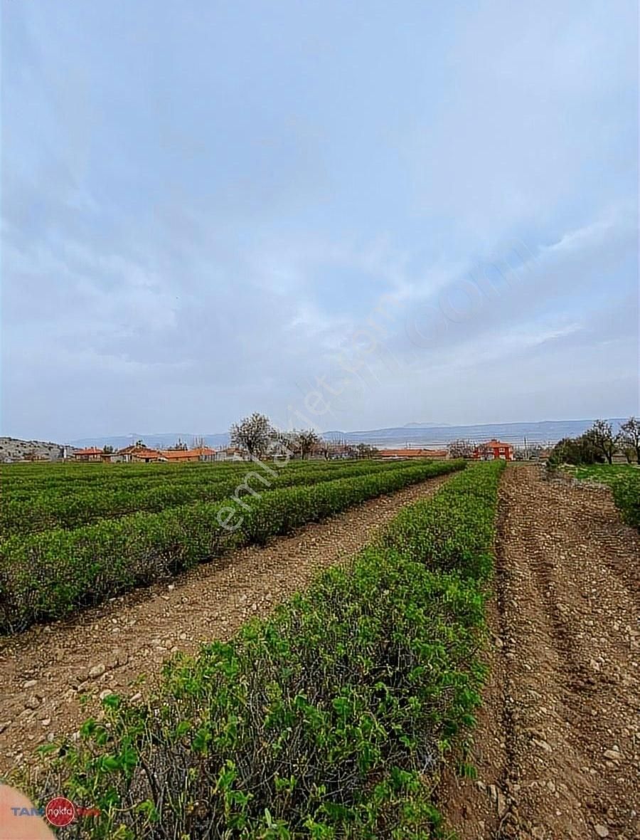 Isparta/keçiborlu /senir Satılık Gül Bahçesi.