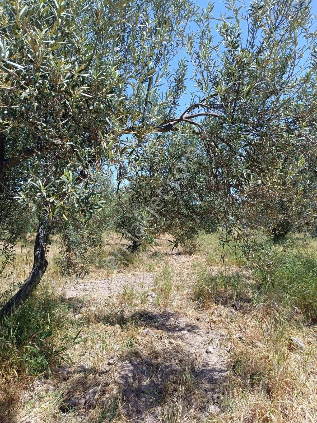 Çanakkale Babakale'de İmara Yakın Yatırımlık Zeytinlik