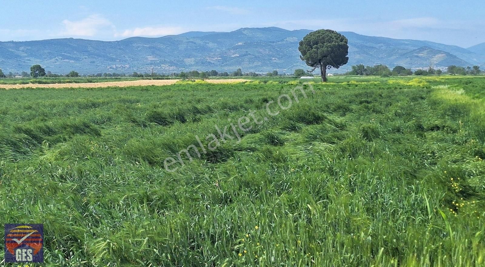 Bayındır'da 4.200m2 Satılık Tarla Yatırım Fırsatı