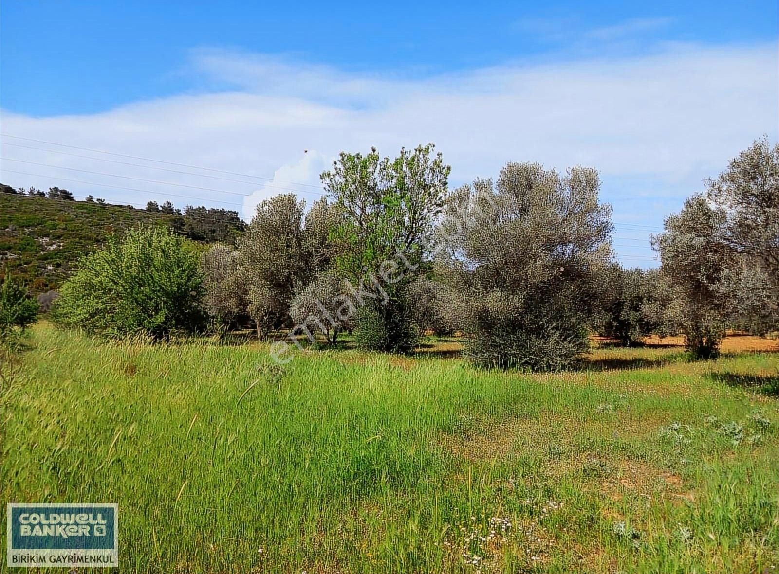Urla Birgi'de 500 Metre Ana Yol Cepheli Satılık Zeytinliktarlası