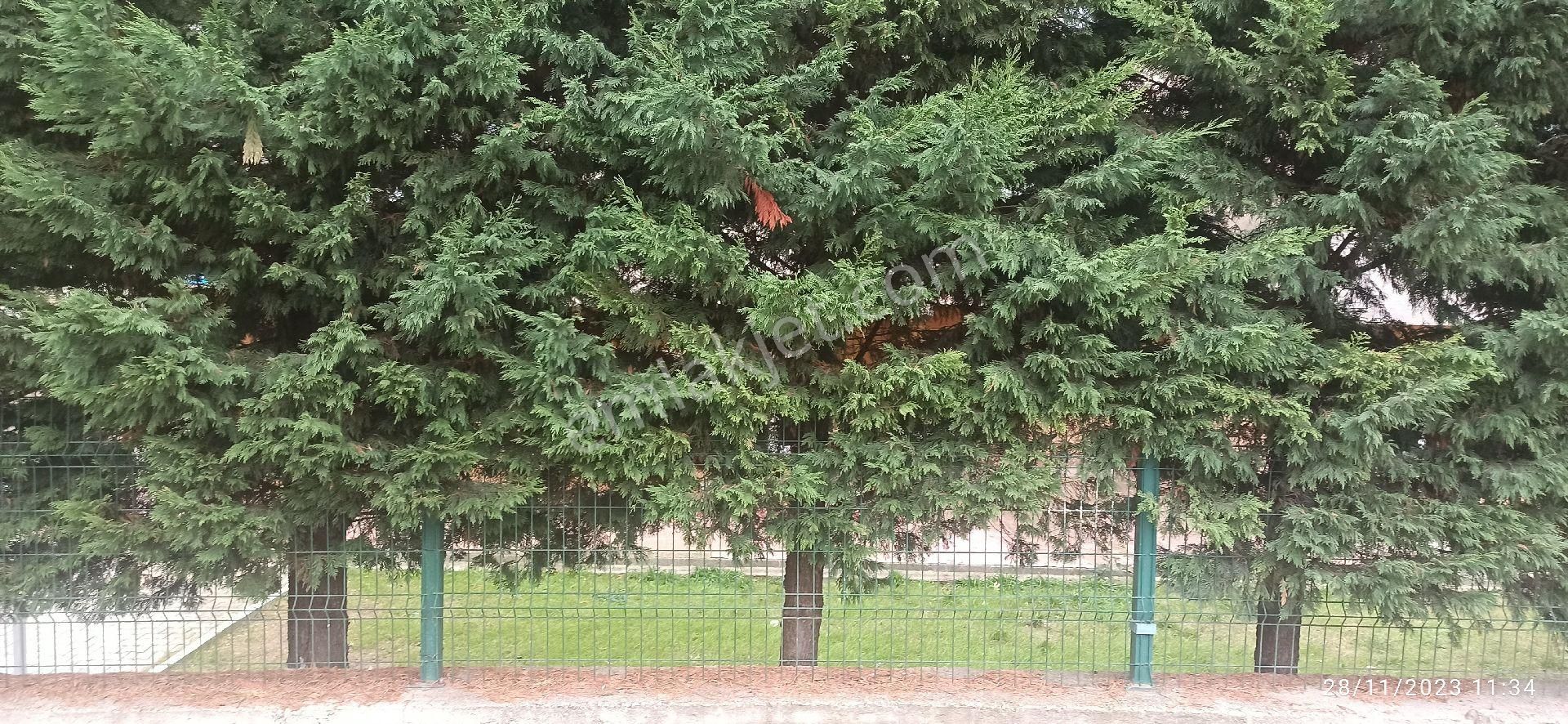 Silivri Çanta Köyü Satiluk - Görsel 6