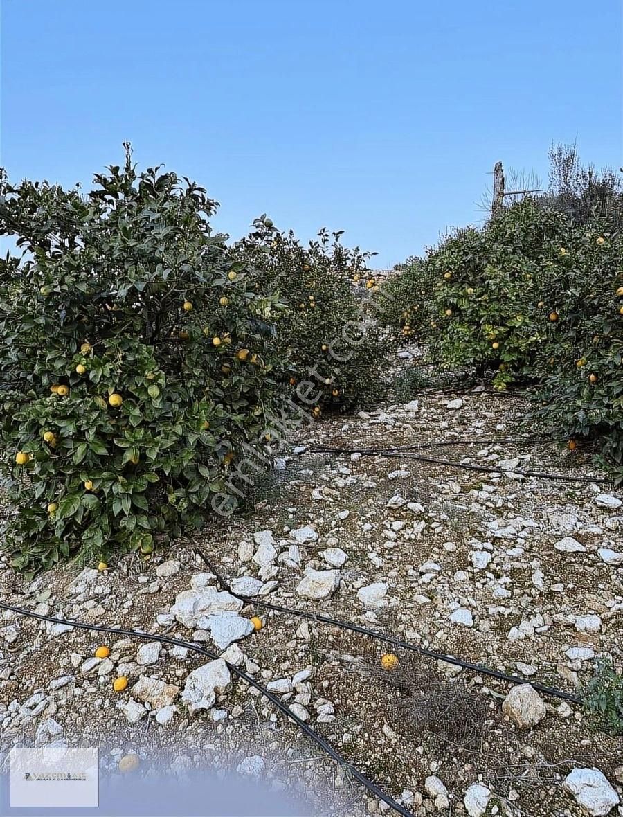 Sahibinden Satılık Limon Bahçesi Takasa Açık