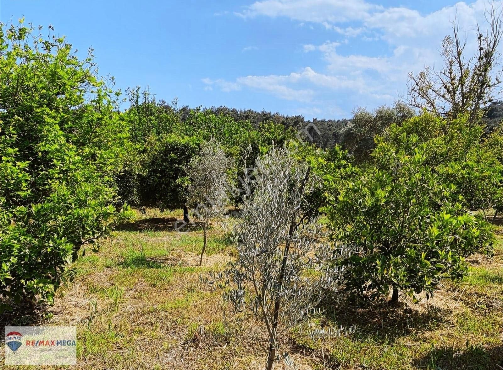 Antalya Konyaaltı Gökçam'da Kiralık Verimli Narenciye Bahçesi