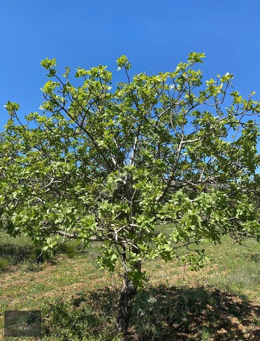 Denizli Mahmutgazide Verimli Badem Ve Antep Fıstığı Bahçesi