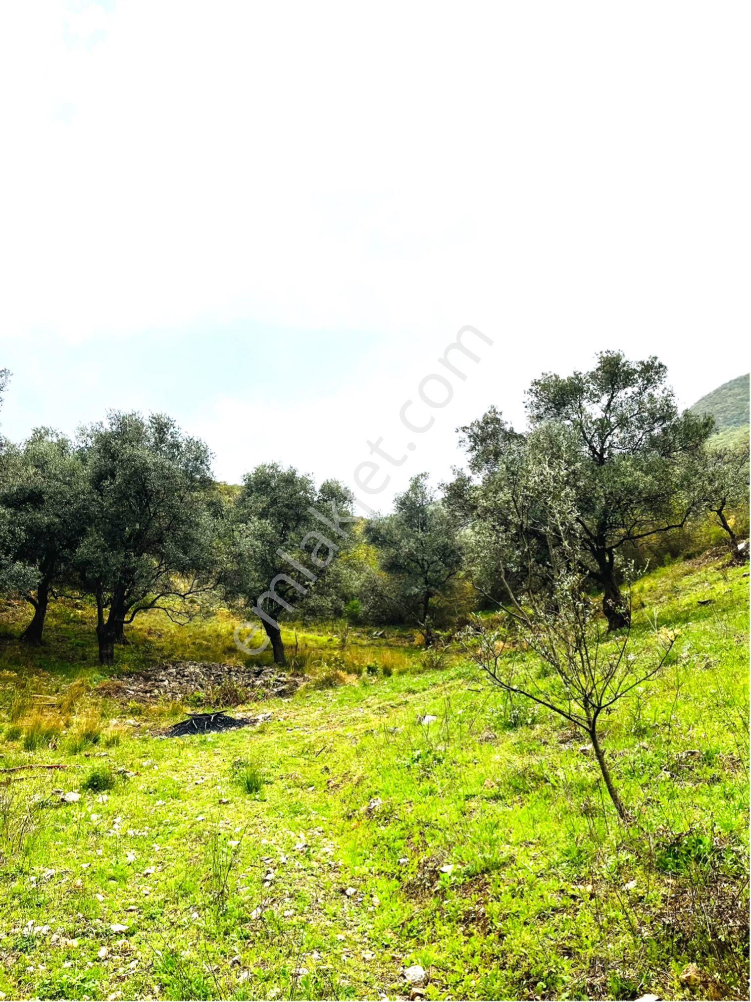 İznik Bursa 8650m2 Tarla