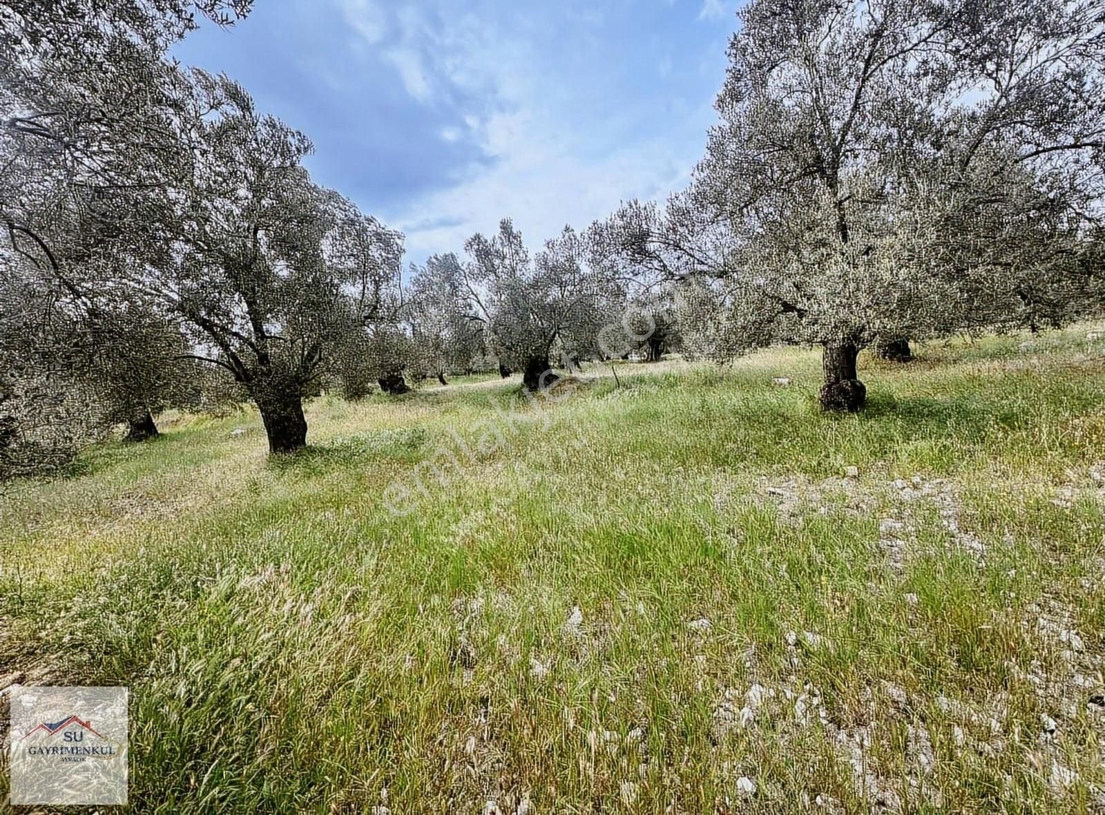 Ayvalık Su Gayrimenkulden Murateli Mh. 9.352m2 Satılık Zeytinlik