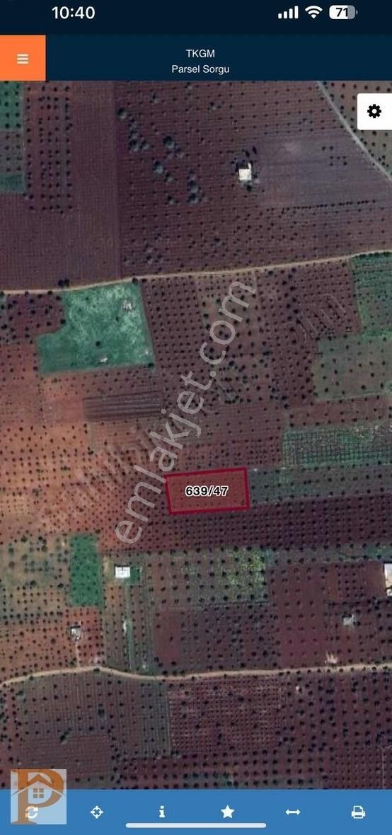 Kilis Merkezde Satılık Zeytin Arazisi