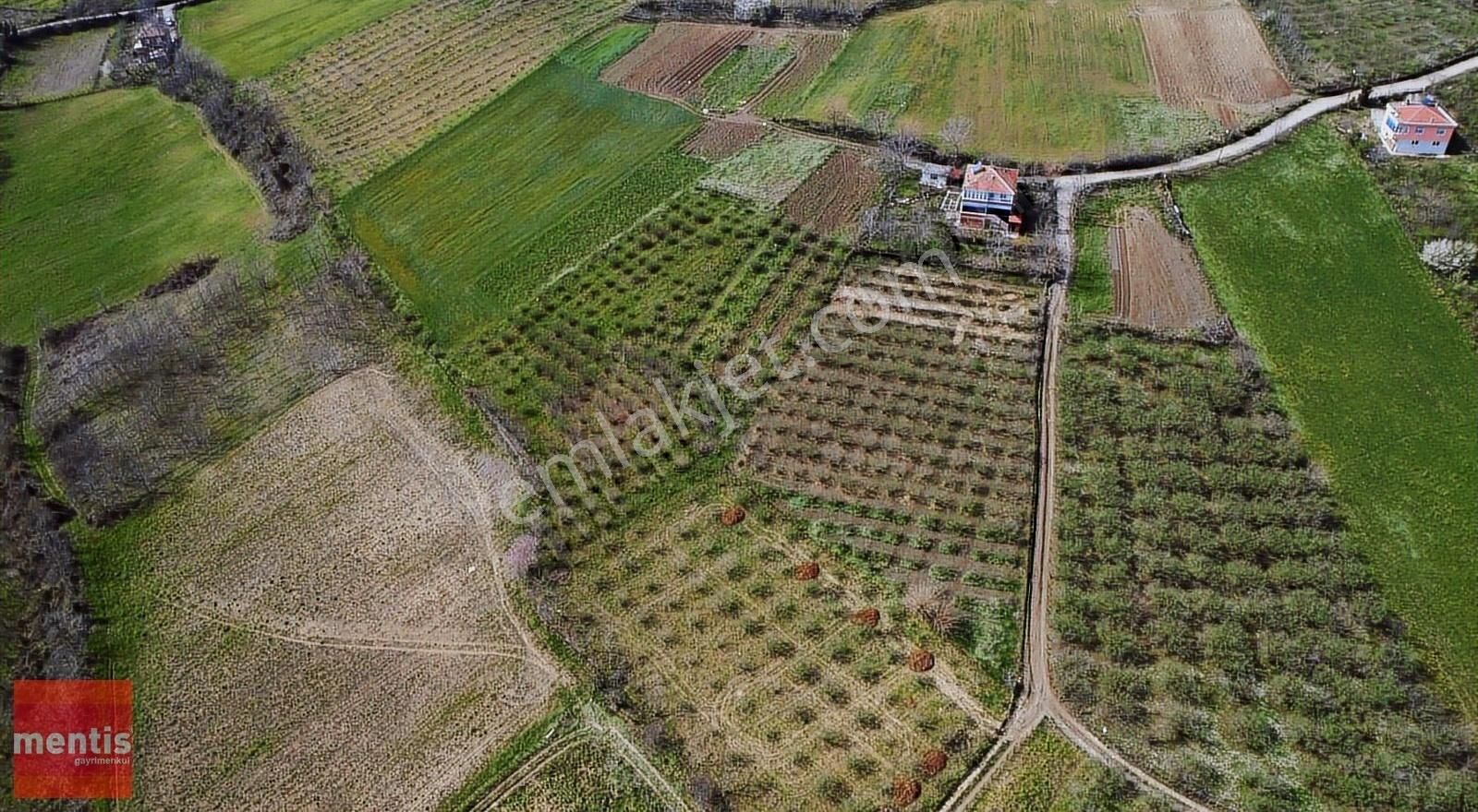 Mentis Gayrimenkul'den Tekkeköy Büyüklüde Satılık Fındık Tarlası - Görsel 8