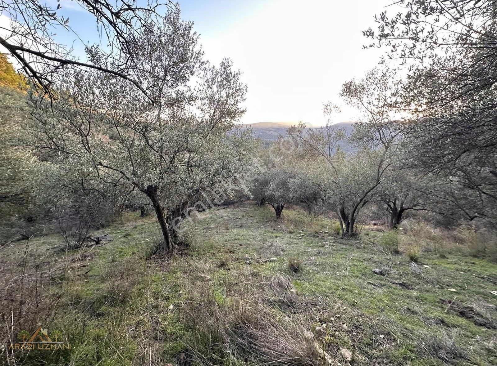 Arazi Uzmanından Soma Pirahmet'te 350m2 Zeytinlik