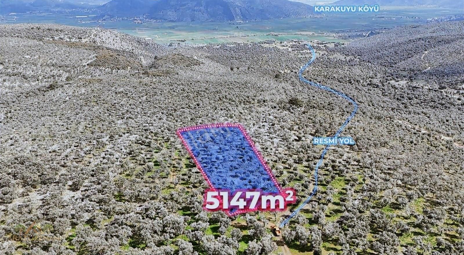 Arazi Uzmanından Milas Ovakışlacık'ta 5.200m2 Zeytinlik