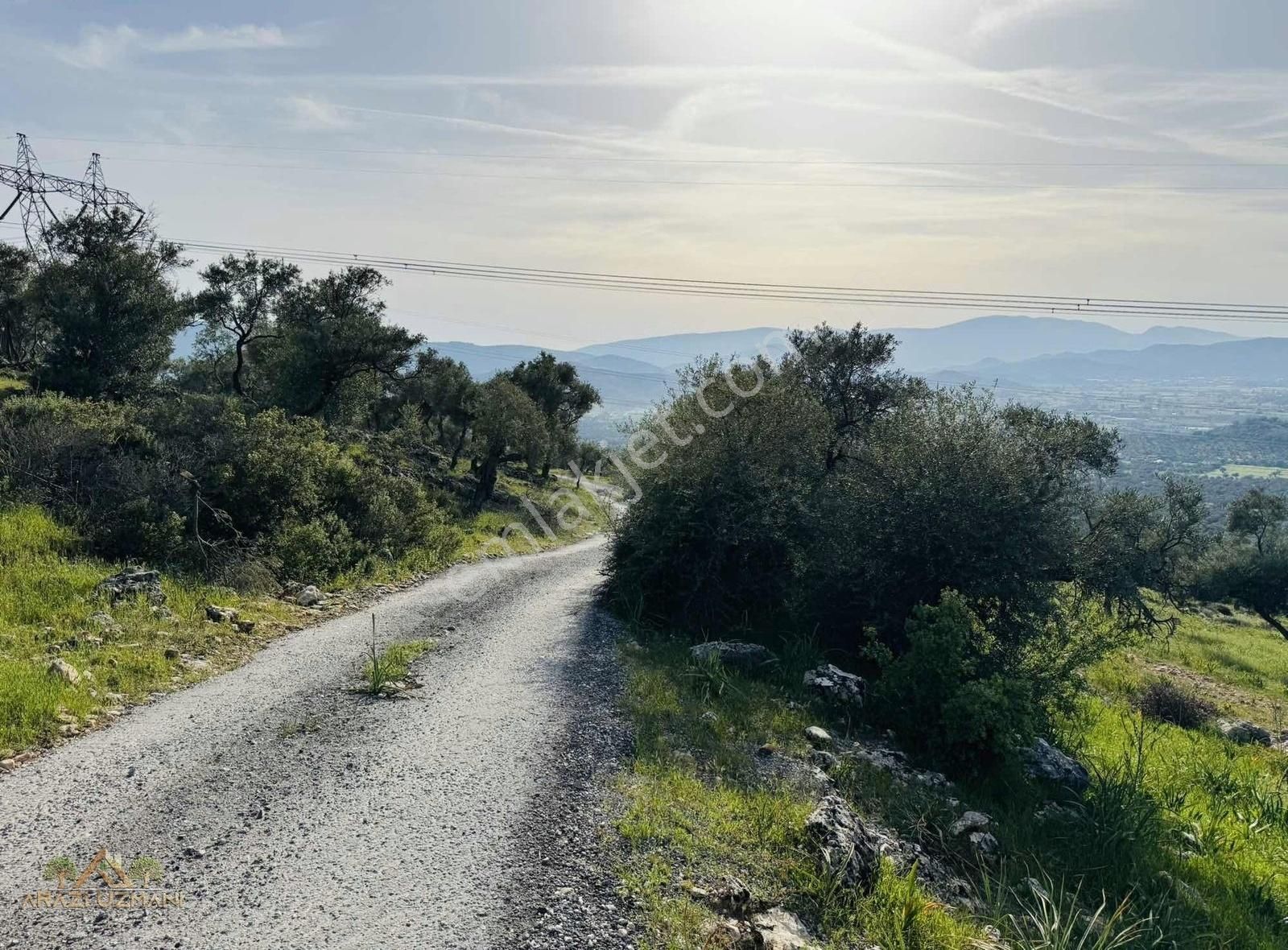 Arazi Uzmanından Milas Kırcağızda Asfalt Yola Cepheli Zeytinlik