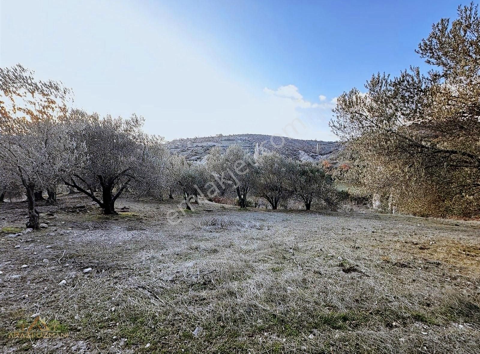Arazi Uzmanından Soma Pirahmet'te 2.300m2 Satılık Zeytinlik