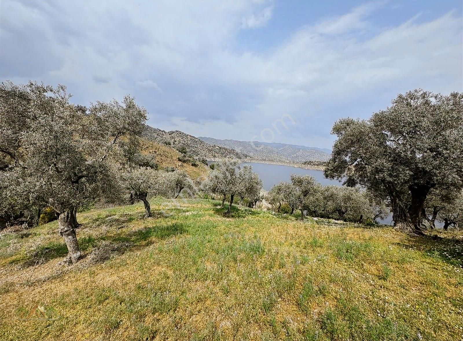 Arazi Uzmanından Karpuzlu'da Manzaralı Zeytinlik