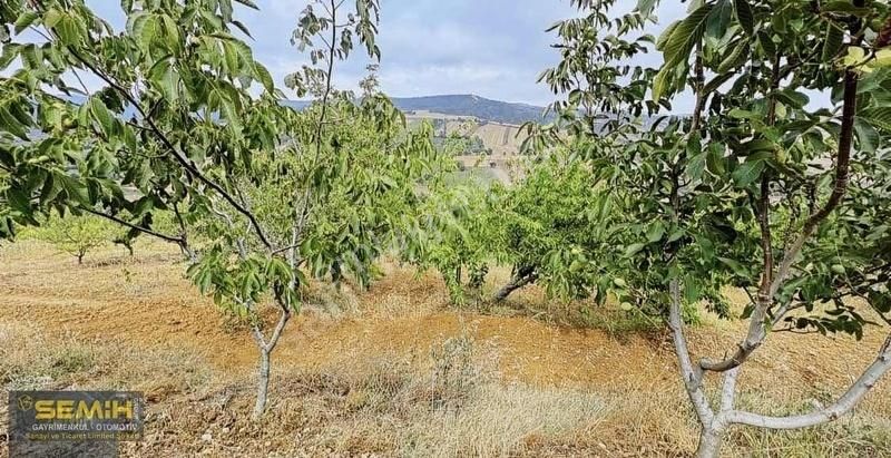 Semih'den Alaylıda Köy Yanı 2800 M2 Bol Çeşitli Meyve Bahçesi - Görsel 9