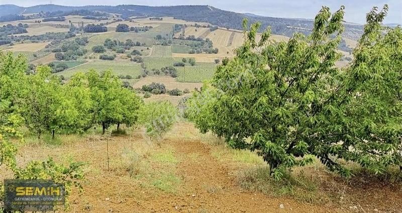 Semih'den Alaylıda Köy Yanı 2800 M2 Bol Çeşitli Meyve Bahçesi - Görsel 10