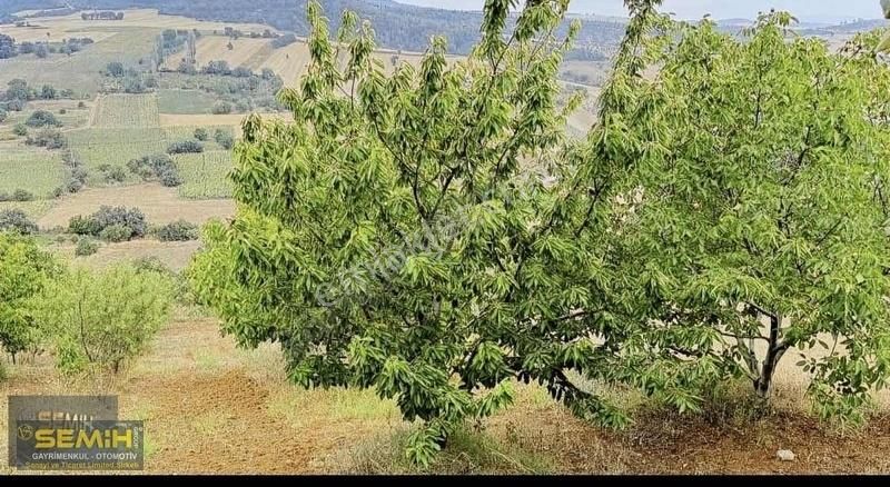 Semih'den Alaylıda Köy Yanı 2800 M2 Bol Çeşitli Meyve Bahçesi - Görsel 5