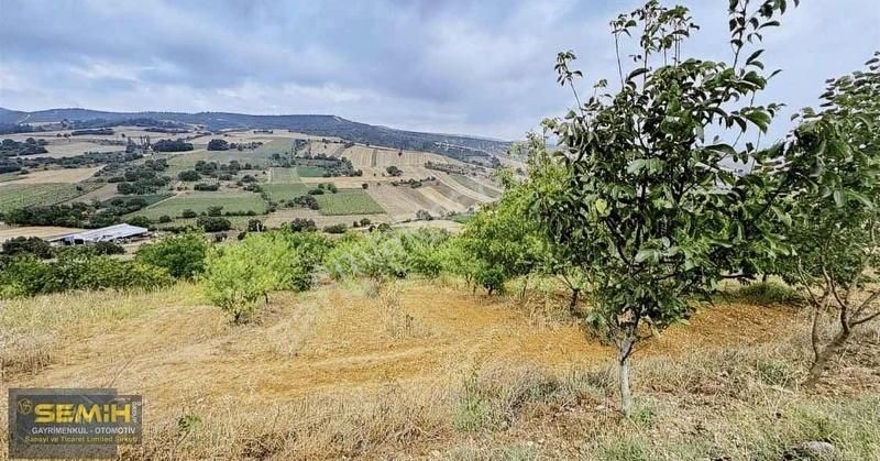 Semih'den Alaylıda Köy Yanı 2800 M2 Bol Çeşitli Meyve Bahçesi - Görsel 2