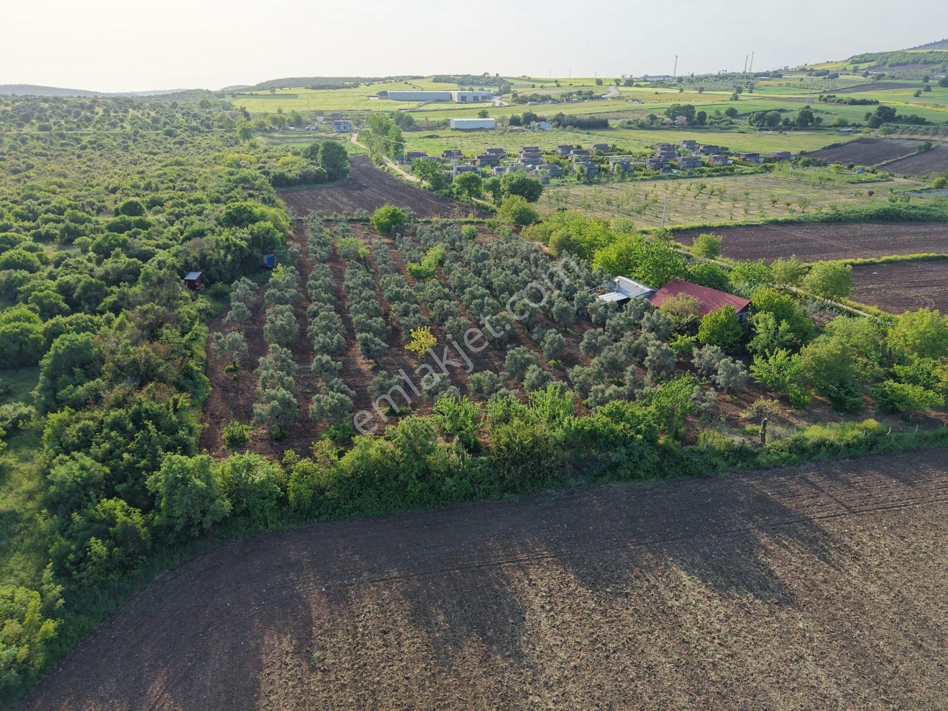 Wıse Invest Gayrimenkul'dan Gölyazıda 8.050 M² Çiftlik Evi - Görsel 9