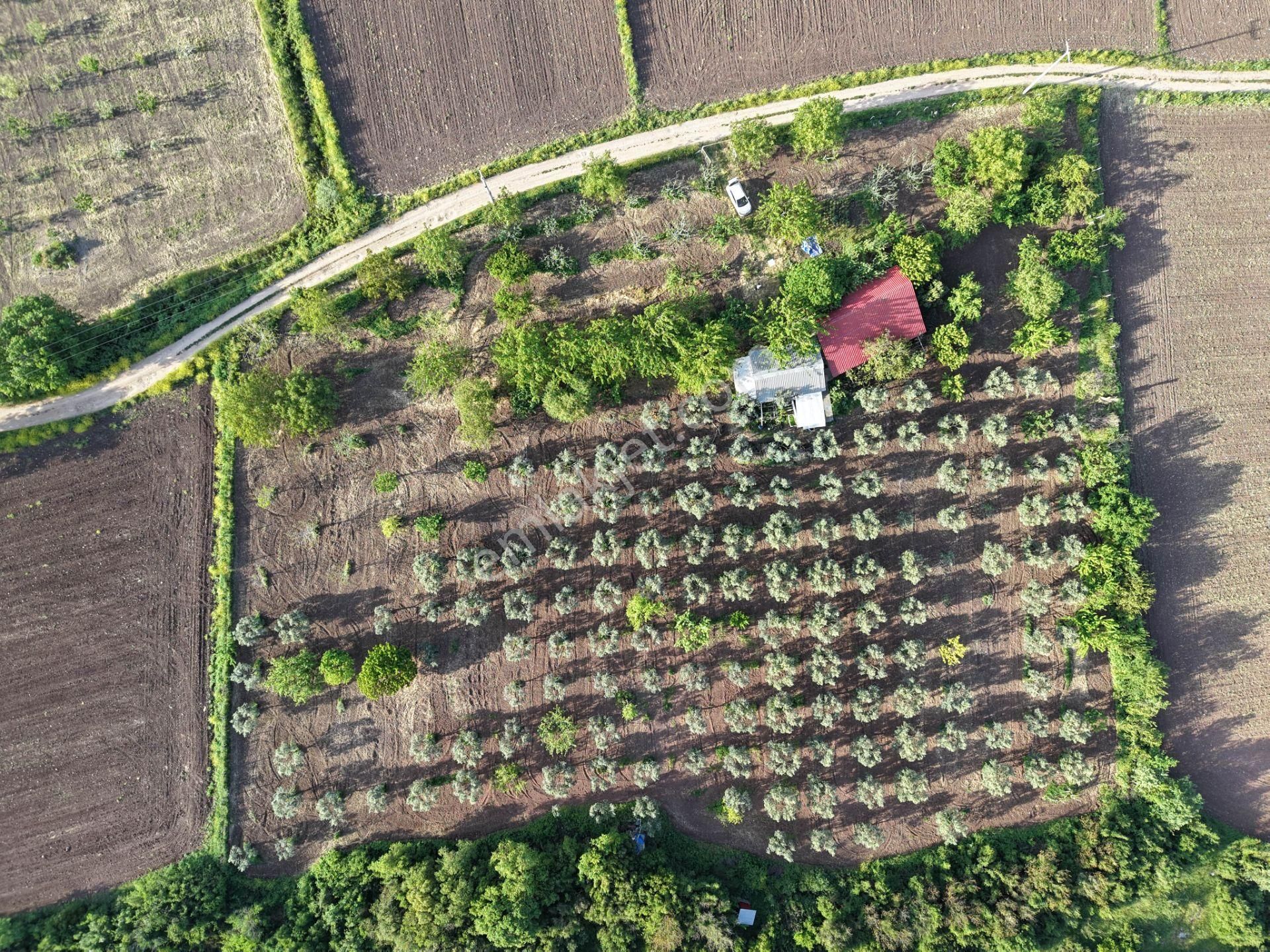 Wıse Invest Gayrimenkul'dan Gölyazıda 8.050 M² Çiftlik Evi - Görsel 5