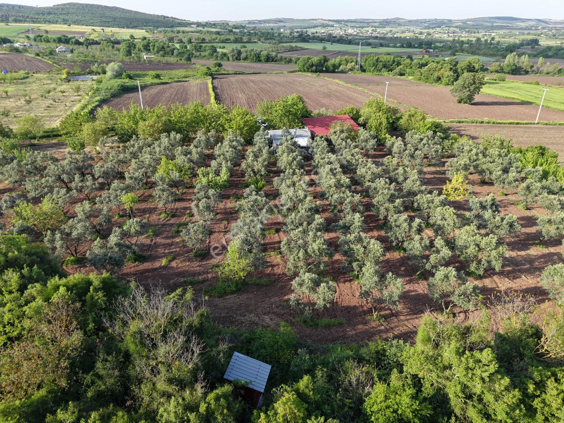 Wıse Invest Gayrimenkul'dan Gölyazıda 8.050 M² Çiftlik Evi - Görsel 6