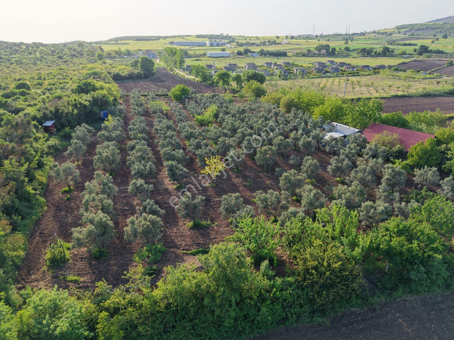 Wıse Invest Gayrimenkul'dan Gölyazıda 8.050 M² Çiftlik Evi - Görsel 8