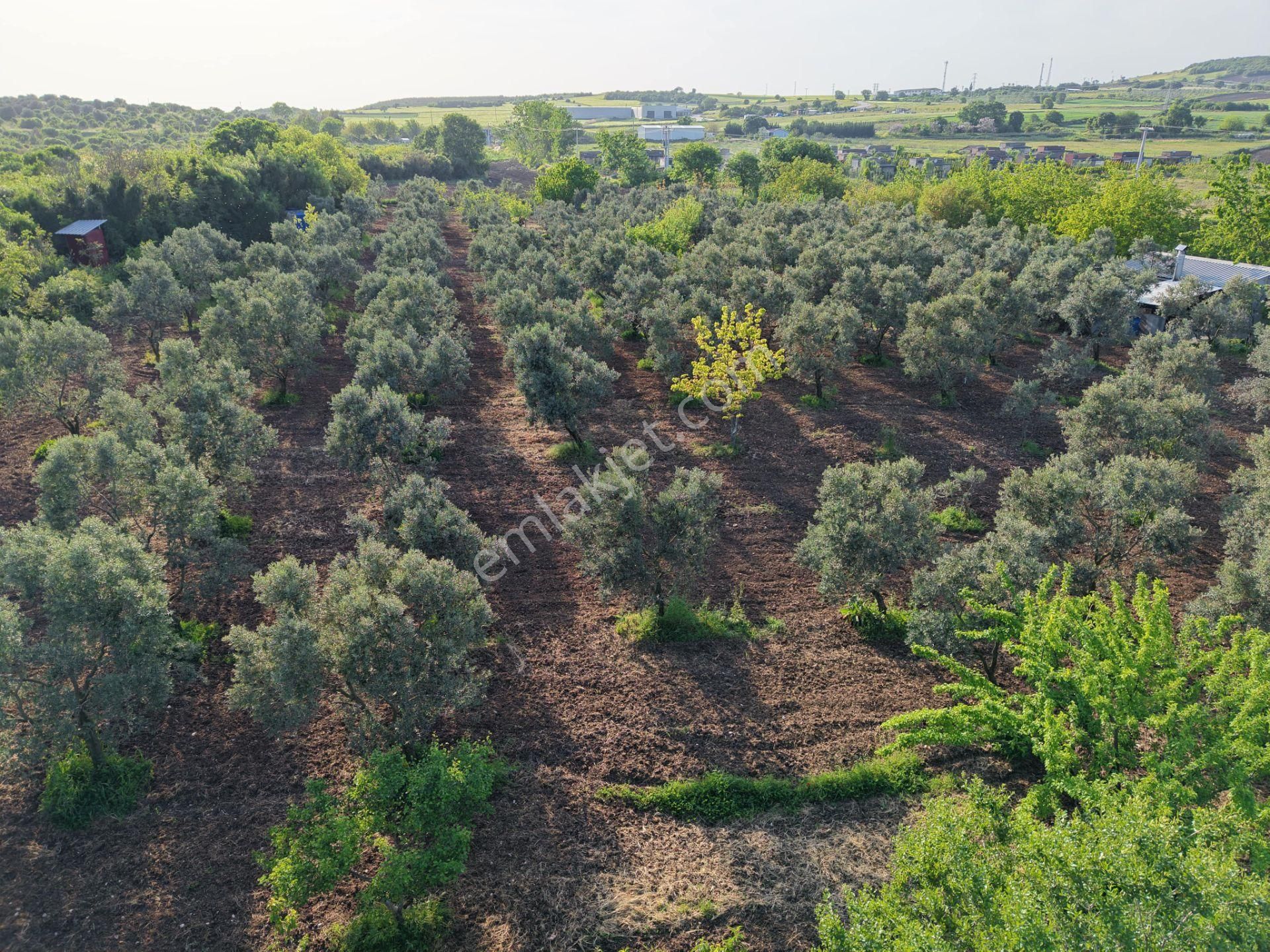 Wıse Invest Gayrimenkul'dan Gölyazıda 8.050 M² Çiftlik Evi - Görsel 7