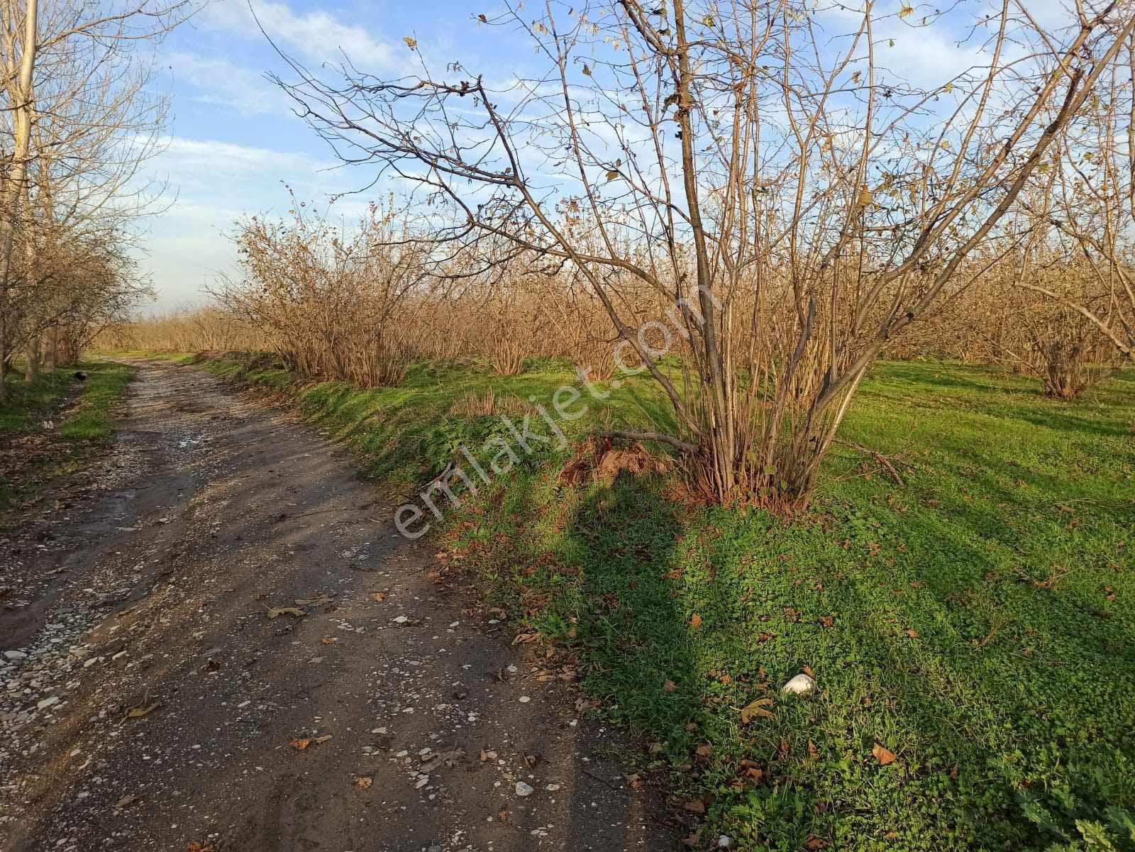 Yatırımlık Cok Güzel Fındıklık