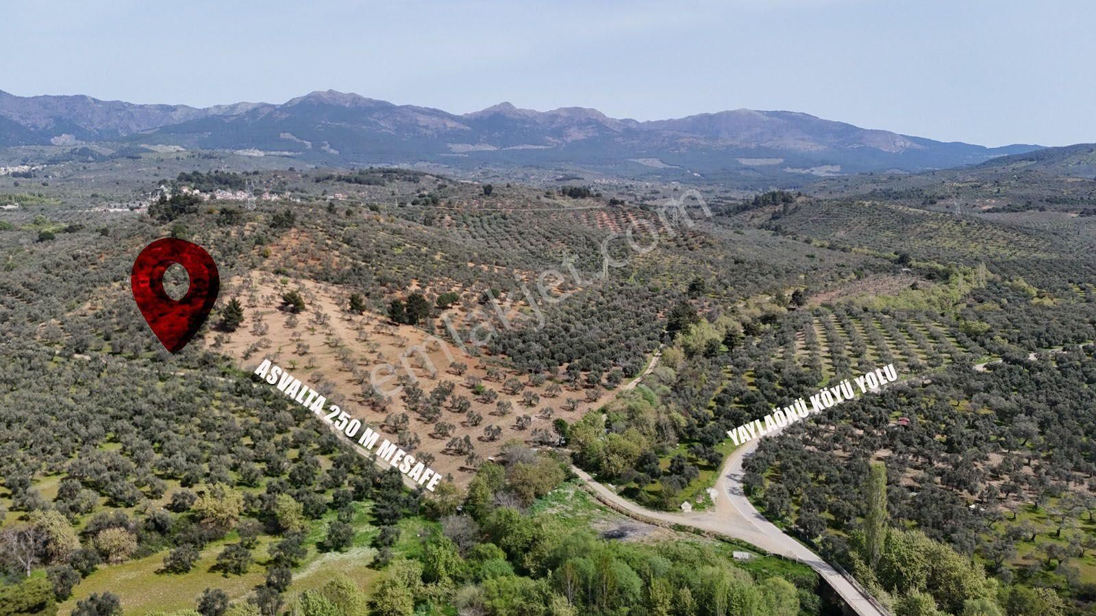 Vitrinden Yaylaönü Asvaltına 250 M Mesafede 1528 M2 Hobi Bahçesi Zeytinlik