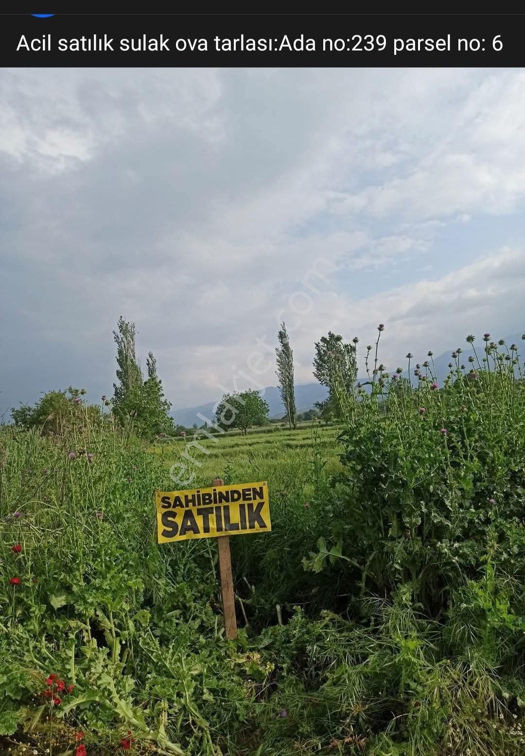 Acil Satılık Ova Tarlası
