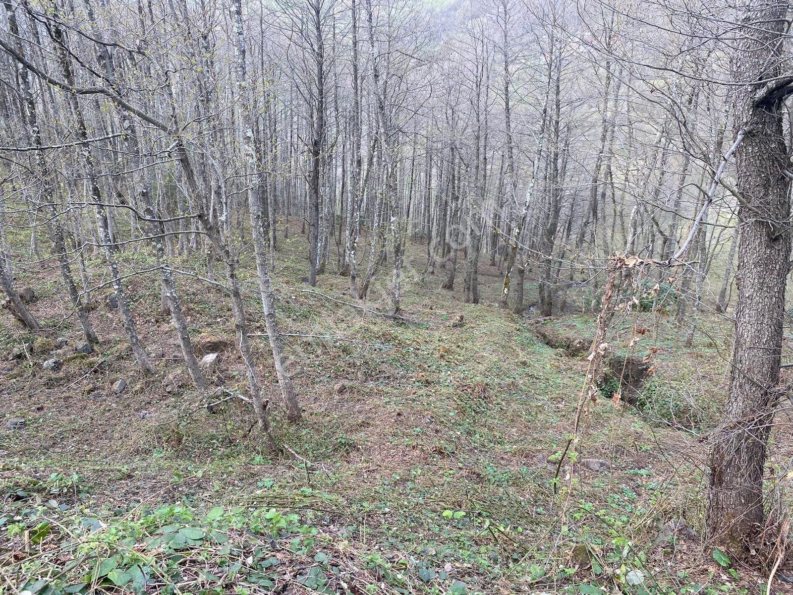 Akçaabat Çilekli Mahallesinde Satılık Arazi