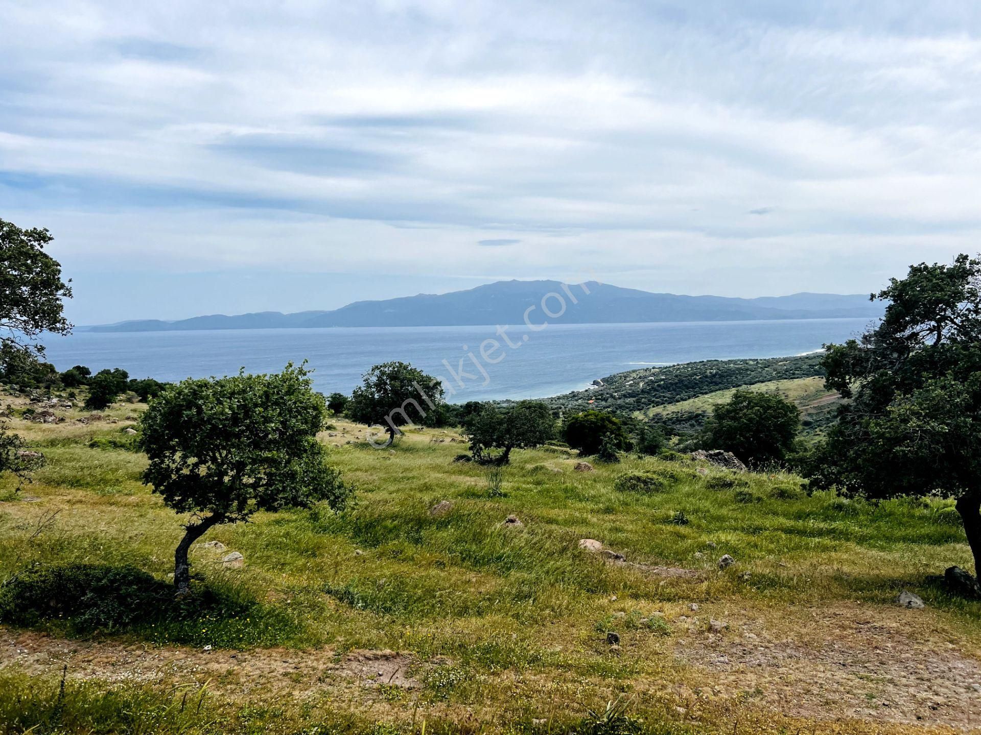 Ayvacık Kuruoba'da Panoramik Deniz Ve Midilli Manzaralı Tarla !!