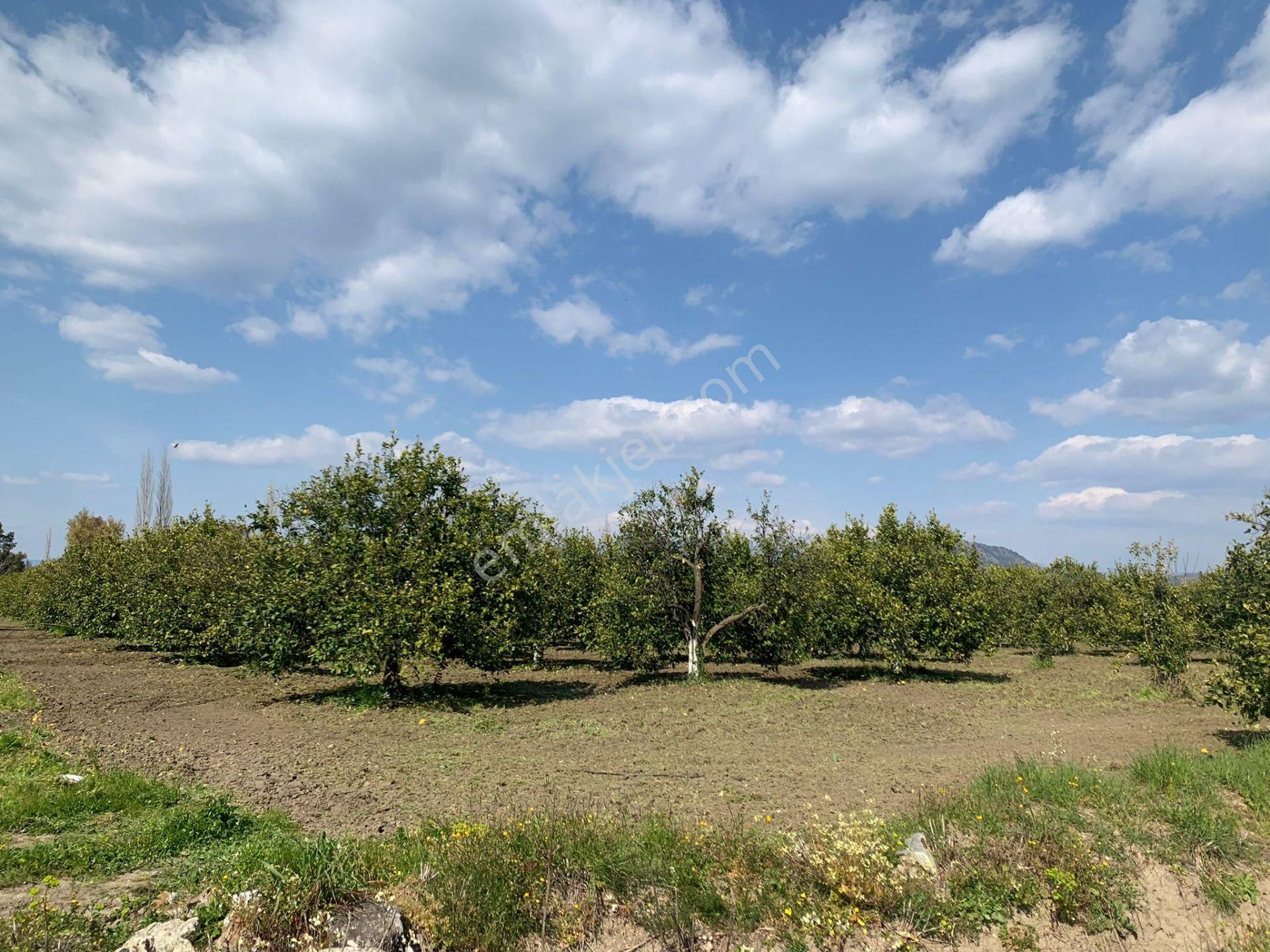 Muğla Dalyan Marmarlı Da 1500 M2 Arsa Satılık