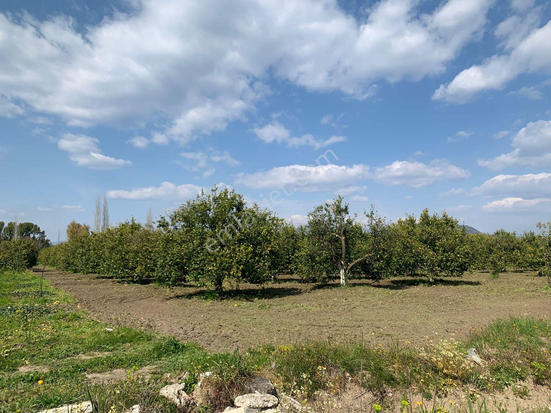 Muğla Dalyan Marmarlı Da 1500 M2 Arsa Satılık - Görsel 2