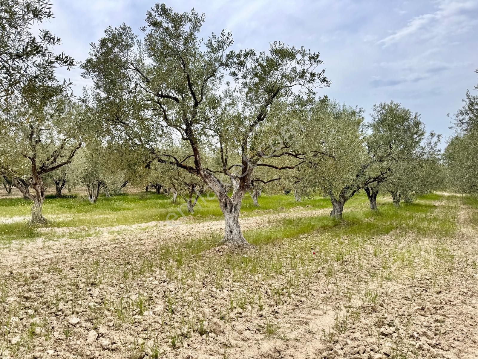 Manisa Kepenekli De 3.650 M2 Zeytinlik , 50 Adet Uslu Cinsi Ağaç - Görsel 16