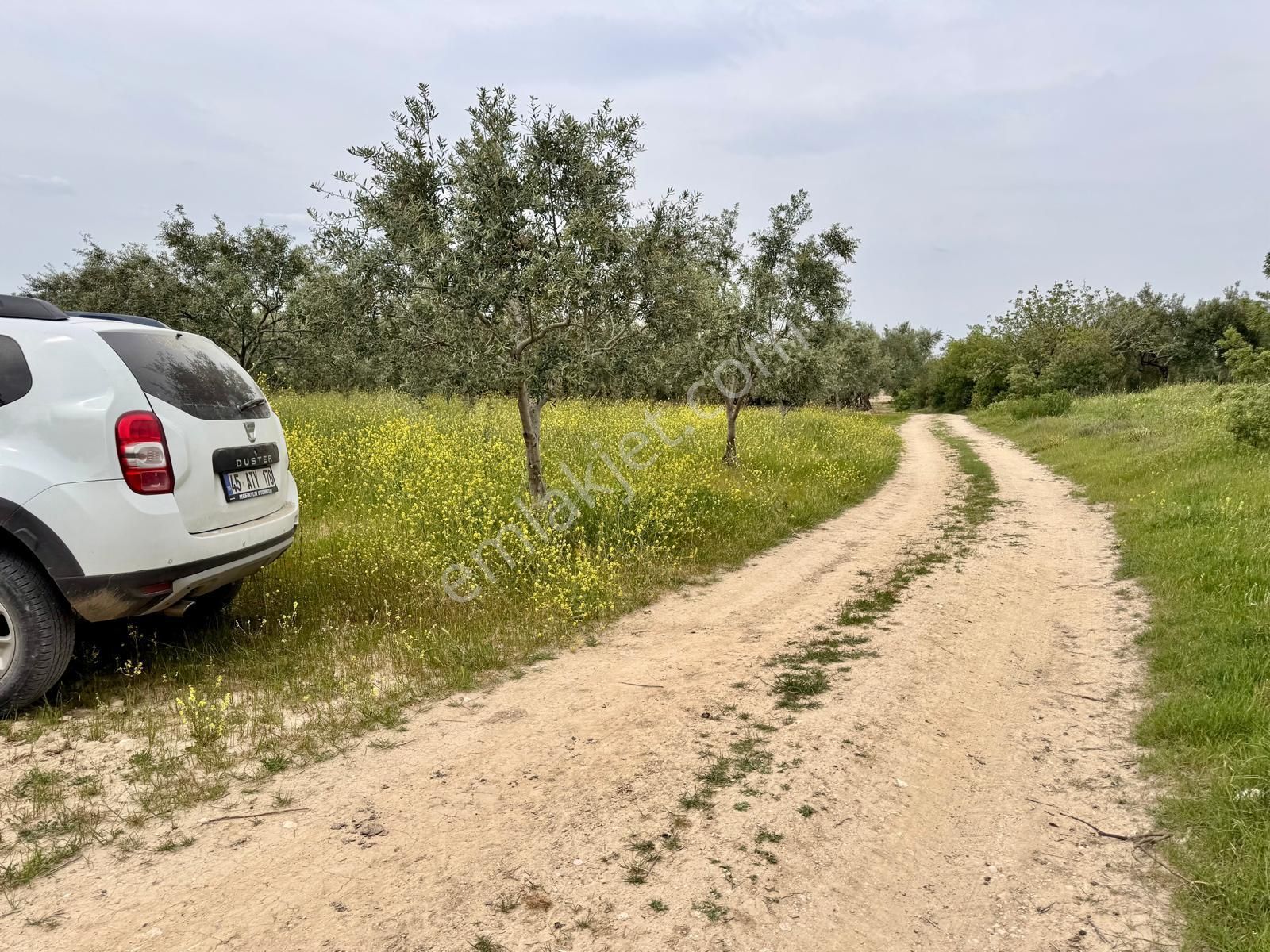 Manisa Kepenekli De 3.650 M2 Zeytinlik , 50 Adet Uslu Cinsi Ağaç