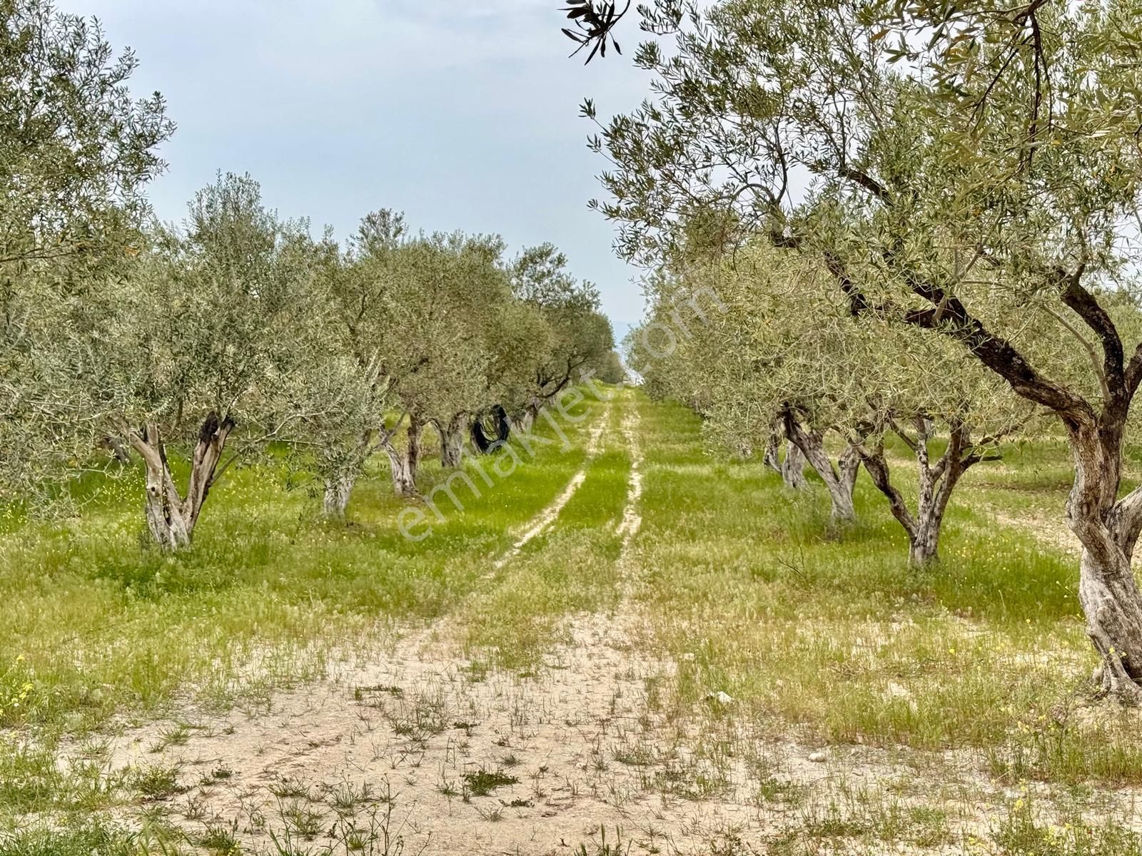 Manisa Kepenekli De 3.650 M2 Zeytinlik , 50 Adet Uslu Cinsi Ağaç - Görsel 14