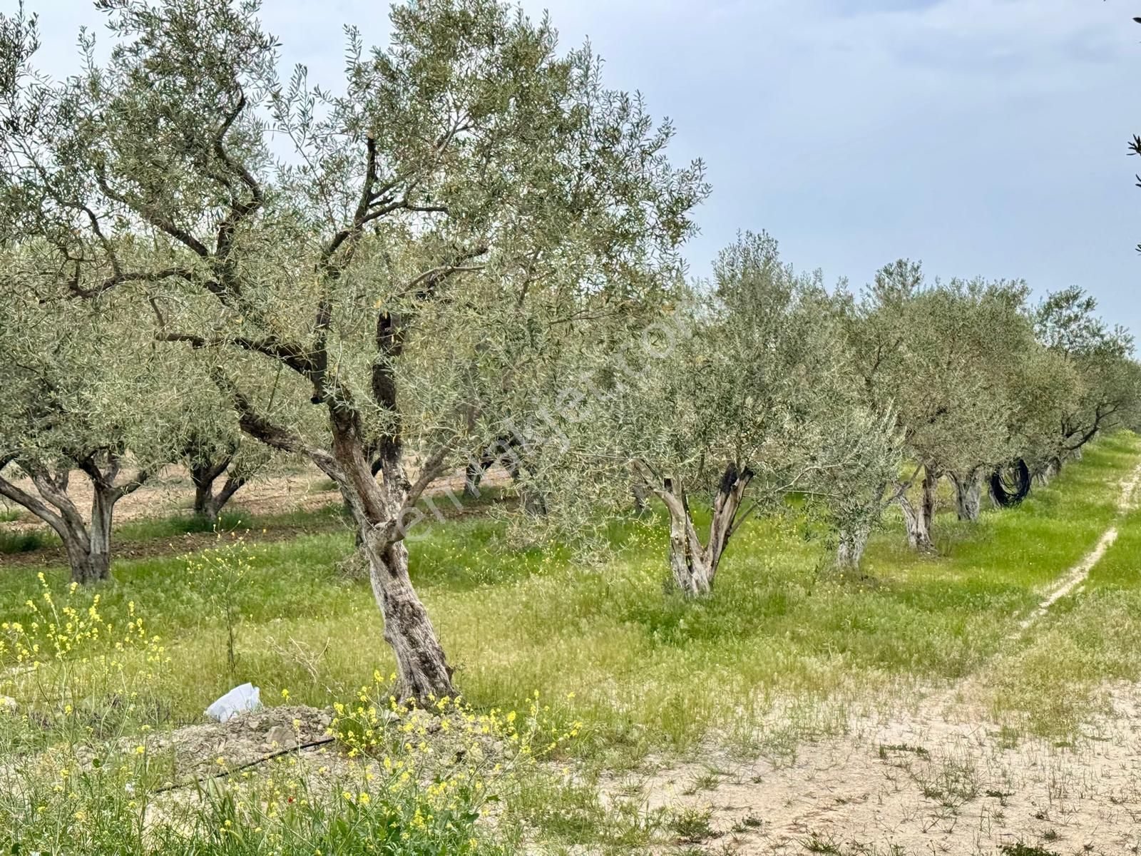 Manisa Kepenekli De 3.650 M2 Zeytinlik , 50 Adet Uslu Cinsi Ağaç - Görsel 11