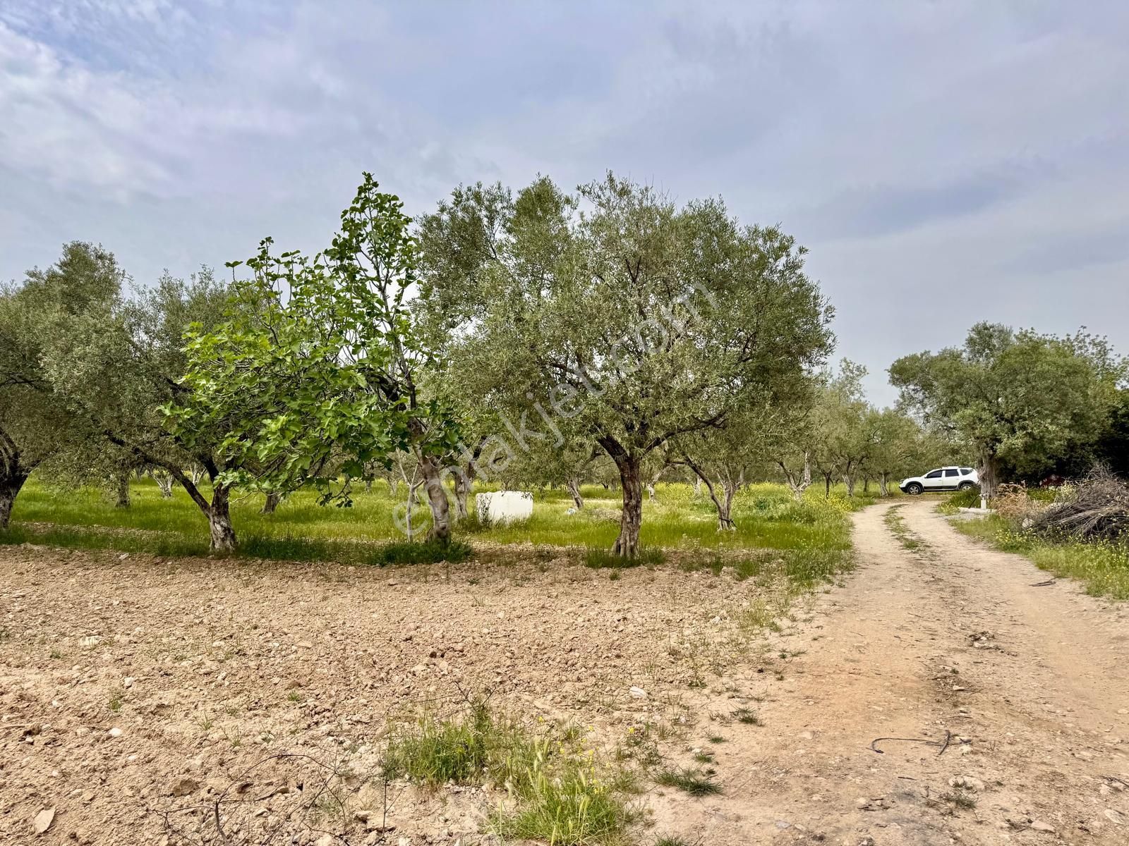 Manisa Kepenekli De 3.650 M2 Zeytinlik , 50 Adet Uslu Cinsi Ağaç - Görsel 7