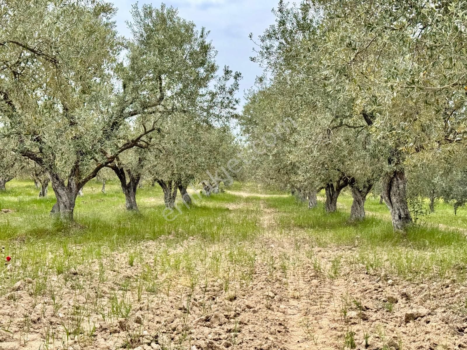 Manisa Kepenekli De 3.650 M2 Zeytinlik , 50 Adet Uslu Cinsi Ağaç - Görsel 18