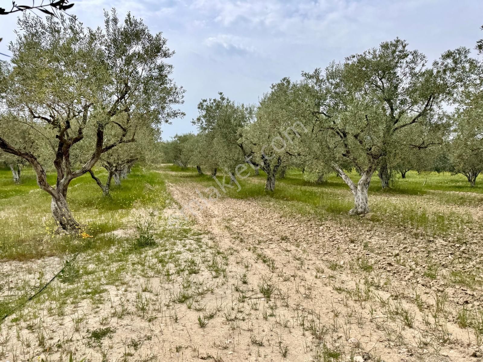 Manisa Kepenekli De 3.650 M2 Zeytinlik , 50 Adet Uslu Cinsi Ağaç - Görsel 15